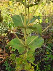 Eupatorium rotundifolium