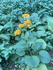 Ligularia dentata