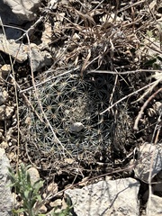 Mammillaria heyderi