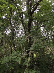 Fraxinus dipetala