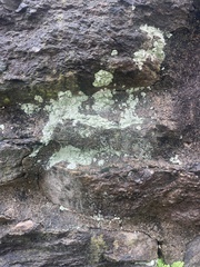 Lecanora thysanophora