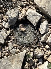 Mammillaria heyderi
