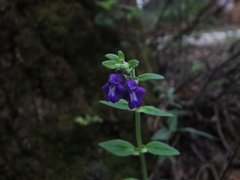 Scutellaria dumetorum