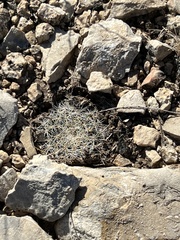 Mammillaria heyderi