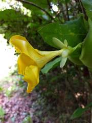 Tabernaemontana glabra