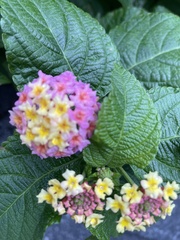 Lantana