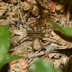 Pardosa pseudoannulata