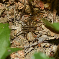 Pardosa pseudoannulata