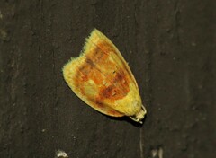 Acleris curvalana