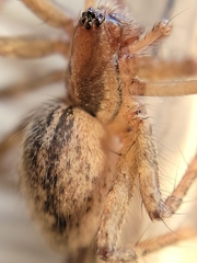 Eratigena agrestis