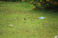 Junco phaeonotus