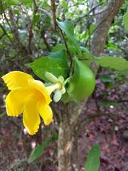 Tabernaemontana glabra