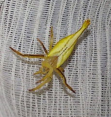 Arachnura scorpionoides