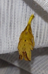 Arachnura scorpionoides