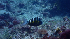 Diplodus fasciatus