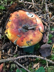 Russula aurea