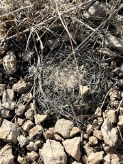 Mammillaria heyderi
