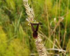 Acanthosoma haemorrhoidale