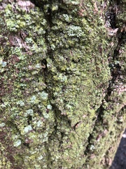 Lecanora thysanophora