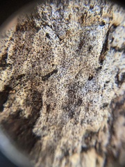 Biscogniauxia atropunctata