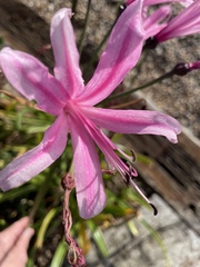 Nerine bowdenii