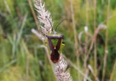 Acanthosoma haemorrhoidale