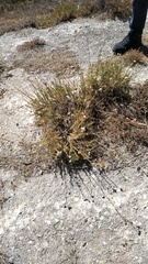 Gypsophila struthium