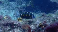 Diplodus fasciatus