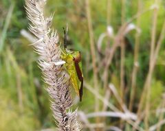 Acanthosoma haemorrhoidale