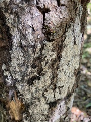 Biscogniauxia atropunctata