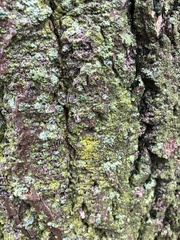 Lecanora thysanophora