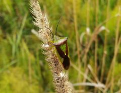 Acanthosoma haemorrhoidale