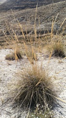 Macrochloa tenacissima