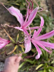 Nerine bowdenii