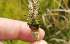 Acanthosoma haemorrhoidale