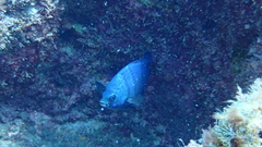 Abudefduf