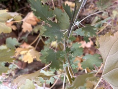 Macleaya