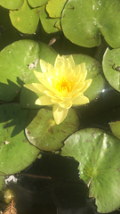 Nymphaea mexicana