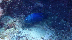 Abudefduf