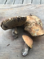 Leccinum versipelle