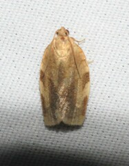 Choristoneura fractivittana