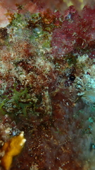 Parablennius salensis