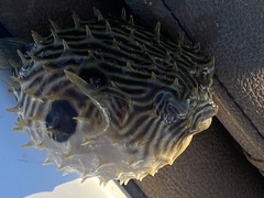 Chilomycterus schoepfii