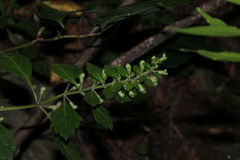Teucrium taiwanianum