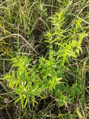 Lithospermum caroliniense