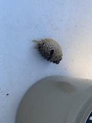 Chilomycterus schoepfii