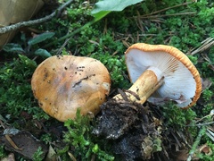 Tricholoma aurantium