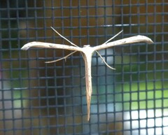 Emmelina