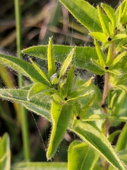 Lithospermum caroliniense