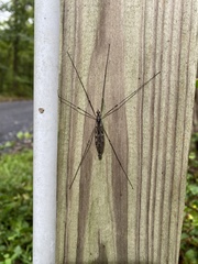 Tipula abdominalis